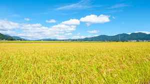 Arroz Japonés de Grano Corto Blanco para Sushi, Variedades Industriales de Calidad Maravillosa a un Precio Admirable - Product Image 5