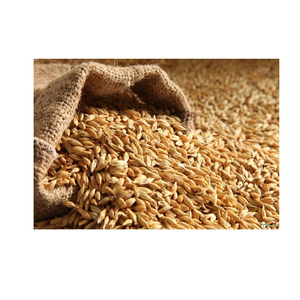 Grains de blé frais de la ferme pour la consommation domestique, la transformation alimentaire industrielle et l'exportation en vrac à prix de gros - Product Image 5