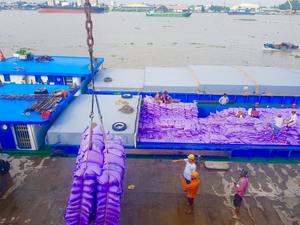 CALROSE Riz Basmati Blanc Biologique Haute Qualité Gros Grain Séché Texture Dur Motif Long Usage Alimentaire Contact + 84765149122 5% - Product Image 5