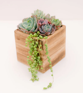 Maceta de Madera Ecológica, Artesanía Increíble, Último Modelo de Maceta de Madera para Interiores, Precio al por Mayor - Product Image 4