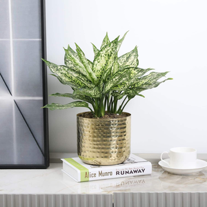 Macetas y jardineras de metal hechas a mano de lujo indias para jardín, hogar y vivero, para decoración de interiores, disponibles para exportación - Product Image 1