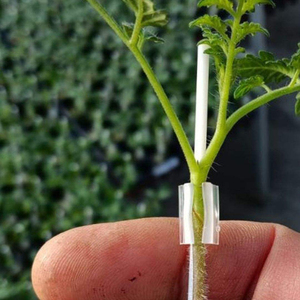 Clips de greffage en silicone transparents extra doux et durables, forte adhérence |   Outil de coupe facile à utiliser pour la greffage de légumes (tomates) - Product Image 1