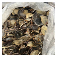 Coquilles d'opercules naturelles de qualité supérieure pour des produits décoratifs durables et des marchés d'artisanat