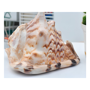 Cascos de Concha de Mar Natural Grandes de Vietnam |   PATRÓN ÚNICO Y ACABADO PULIDO PARA MANUALIDADES, DECORACIÓN COSTERA Y COLECCIÓN - Product Image 3