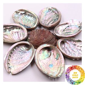 Coquilles d'ormeaux entières pour projets d'artisanat, mosaïques, formes découpées sur mesure et produits décoratifs - Product Image 5