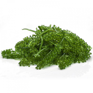 Algues de raisin de mer de qualité export, utilisées dans les présentations culinaires spécialisées, directement du Vietnam - Product Image 4