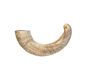 Shofar de Cuerno de Carnero Natural Religioso de Alta Calidad de 20 Pulgadas con Piel Natural |   El Mejor Shofar Hecho a Mano con Cuerno de Carnero para Principiantes - Product Image 3