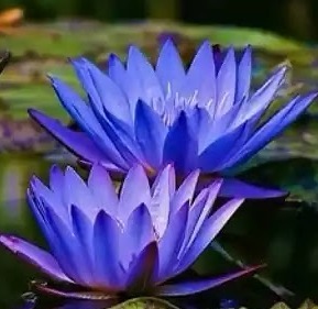 Conos de pétalos de flor de loto de Palma verde natural, paquete personalizado, puntas de madera y vidrio, conos de pétalos de loto de tu marca, proveedor indio - Product Image 3