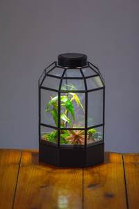 Customized Designer Metal And Glass Terrarium Modern Glass Planter for Indoor Plants, Succulents, Air Plants & DIY Terrarium - Product Image 3