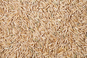 Semillas de Avena Secas de Primera Calidad para Siembra, Alimento para Animales, Grado Alimenticio, Proveedor a Granel, Fabricante, Exportador de India, 18 Meses - Product Image 5