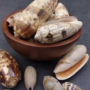 Fournisseur direct de décorations de fête tropicales en coquillages de mer premium du Vietnam, prix direct, coquillages bruts. - Product Image 4