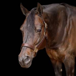 Cabestro de Cuero Suave para Caballo, Ajustable, Cómodo, Hecho a Mano, para Uso en Establos y Exposiciones - Product Image 6