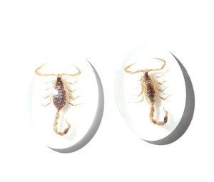 Golden Scorpion Real Specimen Plastic Cabochon Oval 18x25 mm White Flat Bottom for Crafts and Jewelry Making - Product Image 1