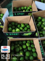Citron vert sans pépins de qualité supérieure du Vietnam – Teneur élevée en jus, citron vert frais pour le marché malaisien