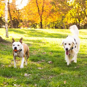 Collar de entrenamiento eléctrico para perros pequeños, medianos y grandes, 1 Juego, sistema de contención de límite de choque inalámbrico para mascotas, valla eléctrica para perros - Product Image 4