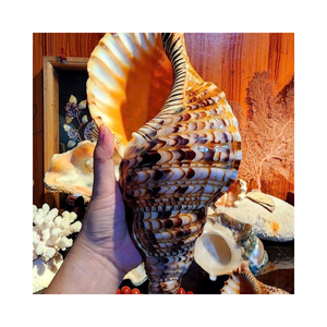 Grande décoration en coquille de trompette naturelle pour la décoration de maison sur le thème côtier, l'aménagement d'aquariums, la décoration de restaurants et d'hôtels - Product Image 4