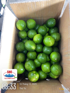 Citron vert frais sans pépins du Vietnam – Peau verte, sans pépins, aromatique, idéal pour les commandes en gros - Product Image 6