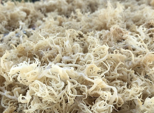 Algues marines séchées naturelles de qualité supérieure Vietnam Cottonii pour l'utilisation comme épaississant dans la transformation alimentaire - Product Image 2