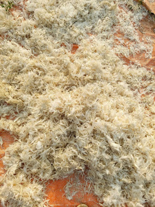 Plumes de canard blanches brutes de haute qualité 2026, traitées et nettoyées, en vrac, provenance Vietnam, pour rembourrage d'oreillers et coussins, export Viet Seafarm - Product Image 5