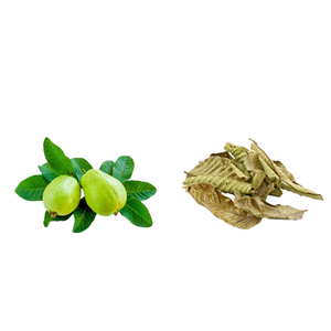 Oferta B2B: Polvo de Hoja de Guayaba (Psidium) Seca Cruda, Caja de Cartón de 30 kg, Comercio Directo, Fabricante de Vietnam, Suministro a Granel - Product Image 1