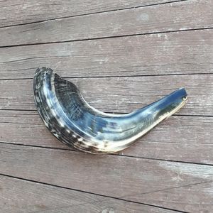 เขาสัตว์แกะขัดครึ่งหนึ่งแบบธรรมชาติสำหรับทำชอฟาร์ ขนาด 10-12 นิ้ว / 25-30 ซม. สำหรับชาวชาวยิว - Product Image 6