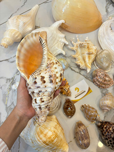 Vietnam Factory Triton’s Trumpet Shell Large Natural Sea Shell Decorative Craft Bulk Manufacturer Export - Product Image 6