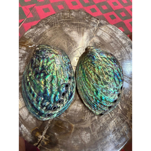 Coquille d'ormeau polie pour des présentations décoratives élégantes, des bijoux, des artisanat, des arrangements de collection et des cadeaux inspirés du littoral - Product Image 1