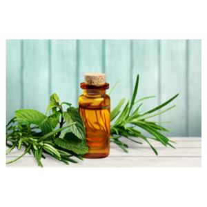Huile Essentielle Pure d'Arbre à Thé Biologique de Haute Qualité, Certifiée GMP & ISO, Prix Direct Usine pour Approvisionnement en Gros avec Étiquette Privée OEM - Product Image 2