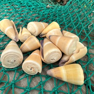 Prix fournisseur coquillages naturels, coquillages marins pour décorations de maison de plage, coquillages bruts de qualité supérieure - Product Image 4