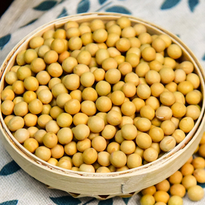 Soja jaune en vrac de qualité alimentaire supérieure pour le commerce de gros international - Product Image 4