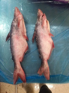 Pangasius Congelado de Vietnam, Pescado Entero de Primera Calidad, 30-45cm de Largo, Congelado en Bloque IQF, Tamaños Personalizados, Etiqueta Grado A/B, Pieza - Product Image 1