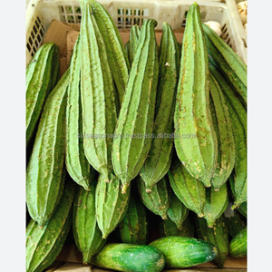 <b>Fresh</b> Ridge Gourd Green Luffa Export Quality <b>Vegetable</b> Premium Farm <b>Fresh</b> Wholesale Supplier from Bangladesh Six season agro - Product Image 3