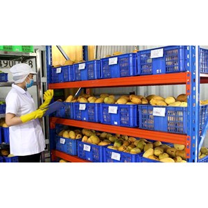 น้ำมะม่วง 500 มล. ผสมวุ้นมะพร้าว รับผลิตแบบ OEM ODM แบรนด์ส่วนตัว ผู้ผลิตเครื่องดื่ม ซัพพลายเออร์เวียดนาม - Product Image 4