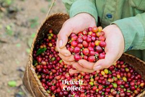 High Quality Vietnamese Arabica <b>Roasted</b> <b>Coffee</b> <b>Beans</b> Neutral Taste Competitive Price Private Label Availability Packaged Bag - Product Image 5