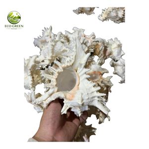 Natural Spiny Seashell <b>Ornament</b> with Real Touch Polished Finish Flower Theme-White Pink Interior for Holiday Wedding Home Decor - Product Image 6