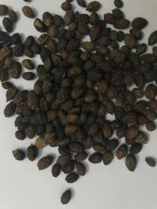 Semillas de Papaya Secas de Alta Calidad, Fuente Limpia, Secado Cuidadoso, Aptas para Cocinar y Elaborar Especias, Mejora el Sabor - Product Image 2