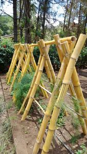 Varas de Bambú de Primera Calidad Listas para Exportación |   Caña de Bambú Natural al por Mayor para Construcción y Paisajismo - Product Image 5
