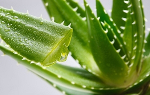 Tiras de Aloe Vera Congeladas Frescas para Cuidado de la Piel y Uso Médico - Product Image 5