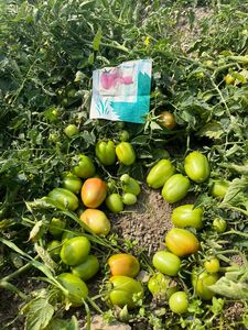 Graines hybrides de tomate ROKO F1 - Product Image 5