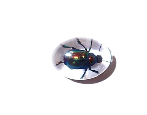 Cabochon ovale en plastique avec spécimen réel de Coléoptère à feuilles brillantes, 12x18 mm, fond plat transparent, pour artisanat et fabrication de bijoux - Product Image 5