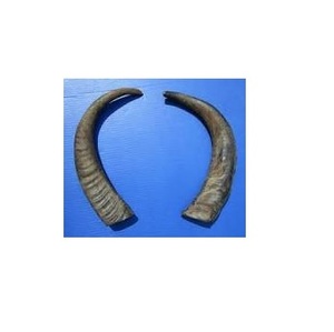 Punta de Cuerno Natural de Búfalo, Ecológica, Imitación Antigua, Impermeable, Forma Natural, Color Negro Natural, para Arte de Tamaño Personalizado - Product Image 3