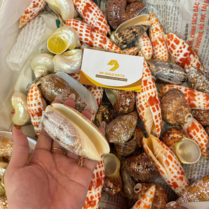 ผู้จัดจำหน่ายเปลือกหอยมิตร้าเชลล์แบบขายส่งจำนวนมาก สำหรับทำเครื่องประดับ งานฝีมือ และของตกแต่งธีมมหาสมุทร - Product Image 1