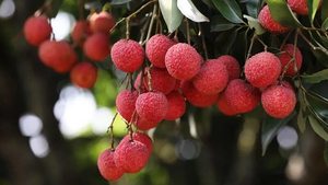 Exportateur de fruits lychee congelés / Lychee IQF du Vietnam / Mme Selina - Product Image 5