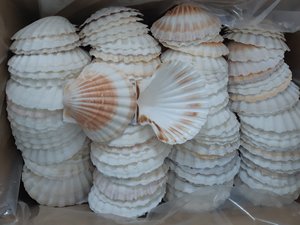 GRANDE COQUILLE BLANCHE BRUTE DÉCORATION BRICOLAGE-COQUILLE DE COQUILLE (Ms.Thi) - Product Image 6