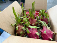 Vietnam Premium Dragon Fruit – Tropisch vers fruit, perfect voor Indiase importeurs