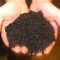 Vermicompost de haute qualité – Engrais organique naturel, excréments de vers, prix compétitif // M. Tom