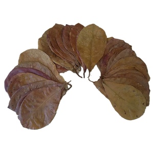Betta Poisson Crevettes Indien Amande Séchées Terminalia Catappa Feuilles En Vrac En Gros Aquarium Accessoires Feuilles Saines Pour Poisson - Product Image 3