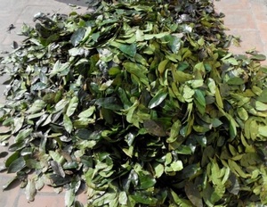 Feuilles de corossol séchées naturelles de qualité supérieure, feuilles de Graviola pour tisanes et bien-être, origine Vietnam - Product Image 6