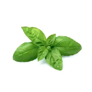 Huile Essentielle de Basilic Pure Naturelle Ocimum Basilicum Distillée à la Vapeur - Qualité Cosmétique - Fournisseur en Gros B2B en Vrac Inde - Product Image 6