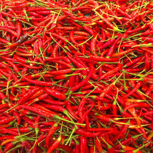 Chile Rojo Entero Seco al Sol Natural de la India (FitTree International, Origen Gujarat) para Aplicaciones Alimentarias, 24 Meses - Product Image 5